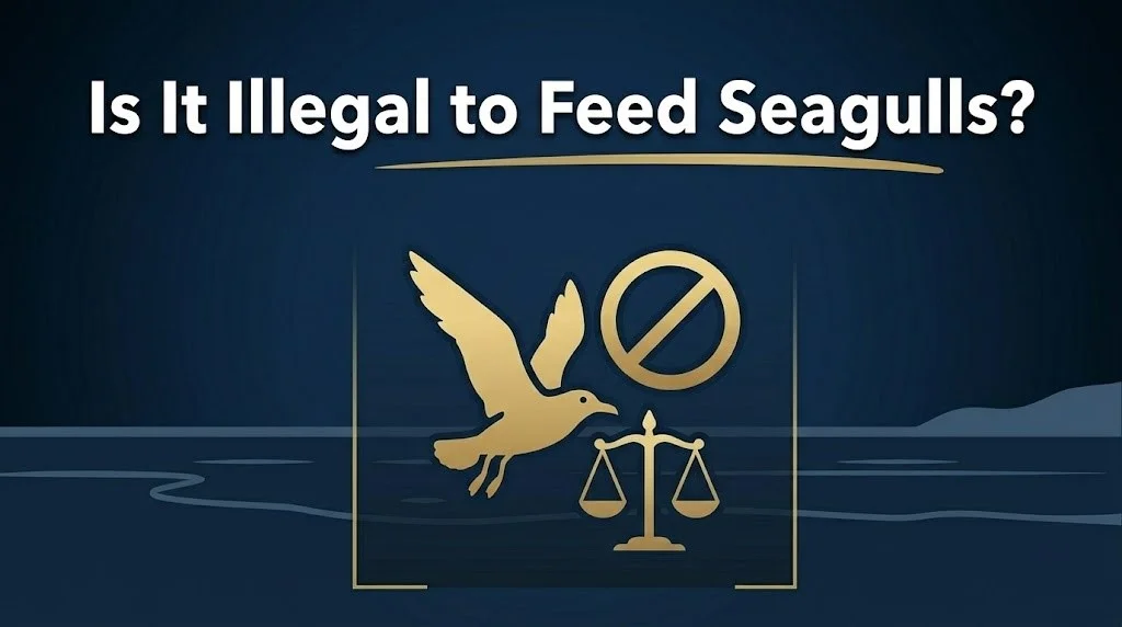 Feeding seagulls