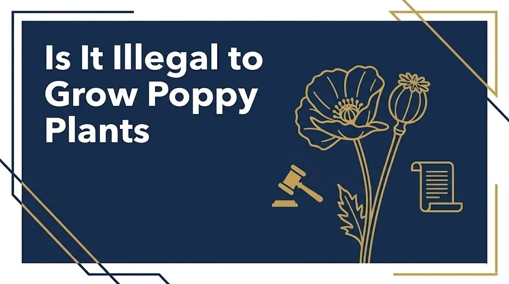 Growing certain poppy plants