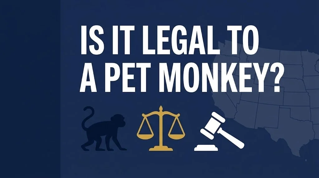 Having a pet monkey