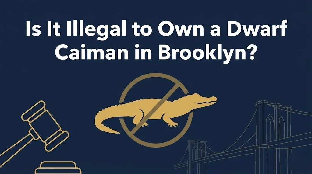 Owning a dwarf caiman in Brooklyn