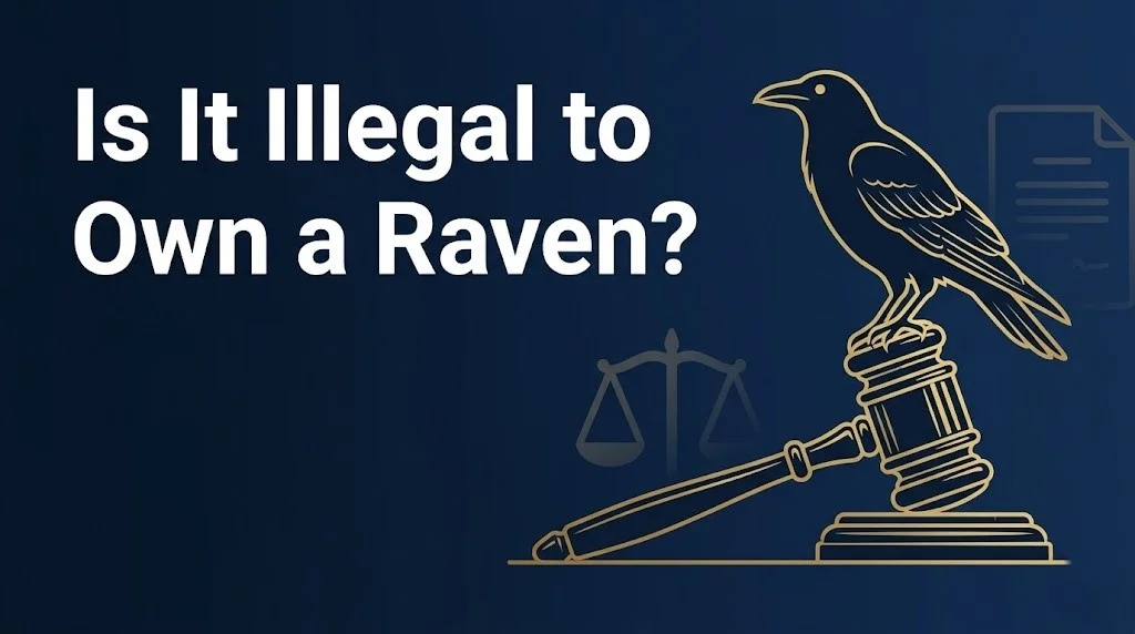 Owning a native raven