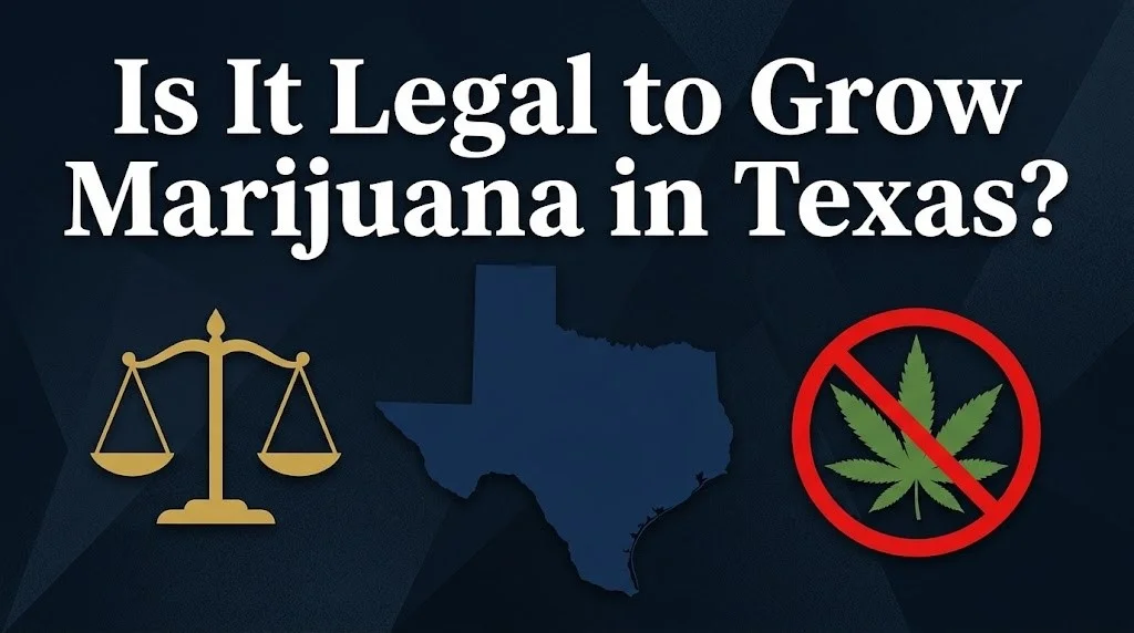 growing marijuana