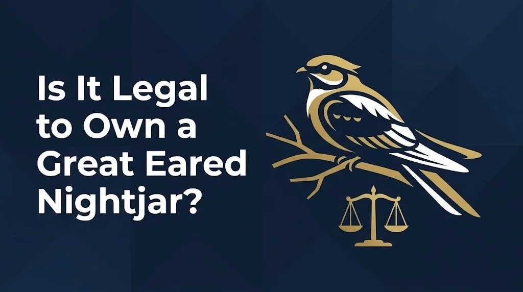 own a great eared nightjar as a pet