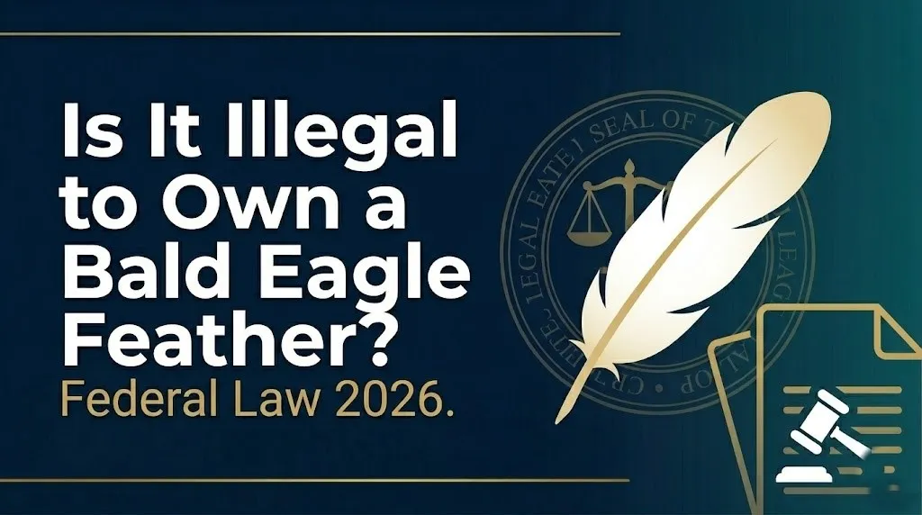 owning a bald eagle feather