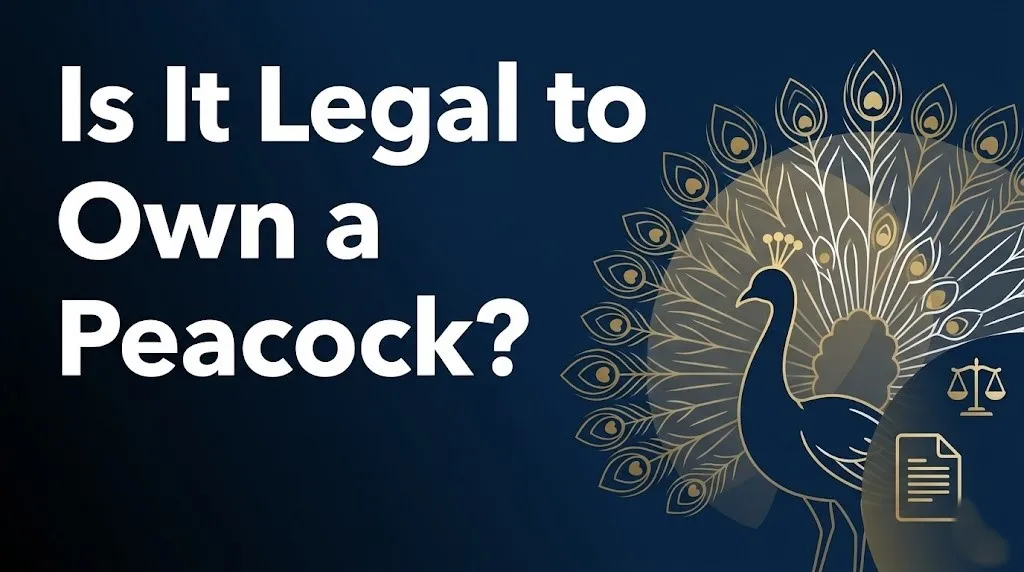 Owning a peacock