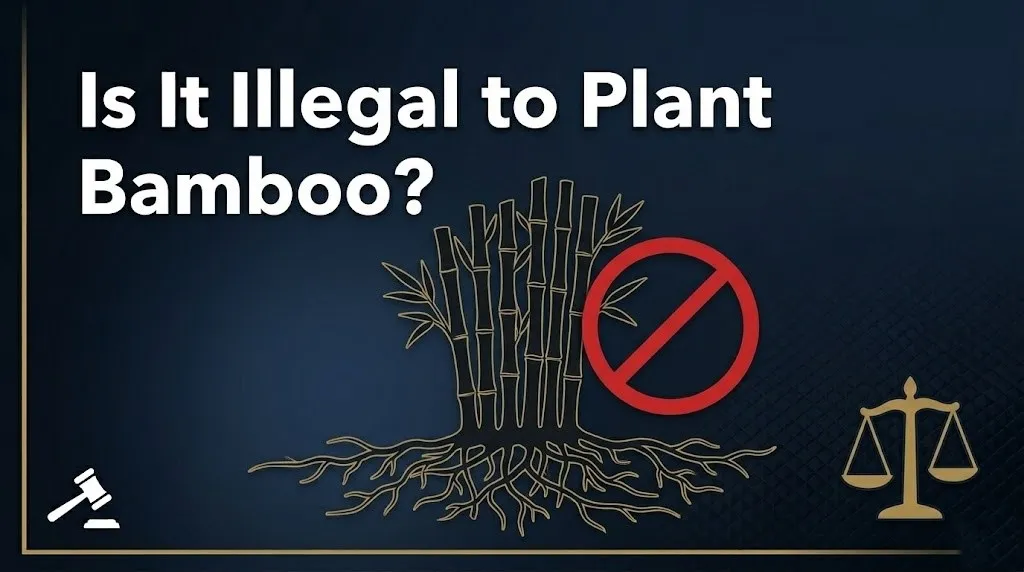 Planting bamboo