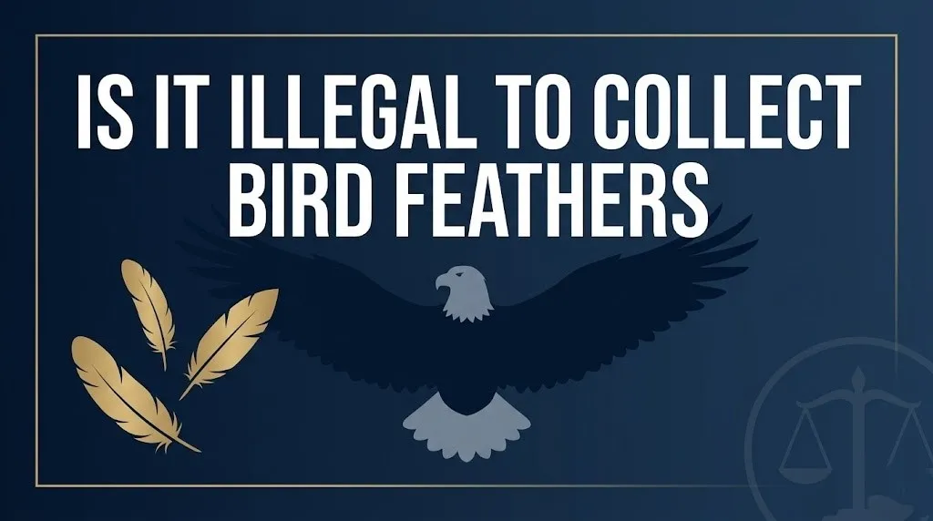 collect bird feathers