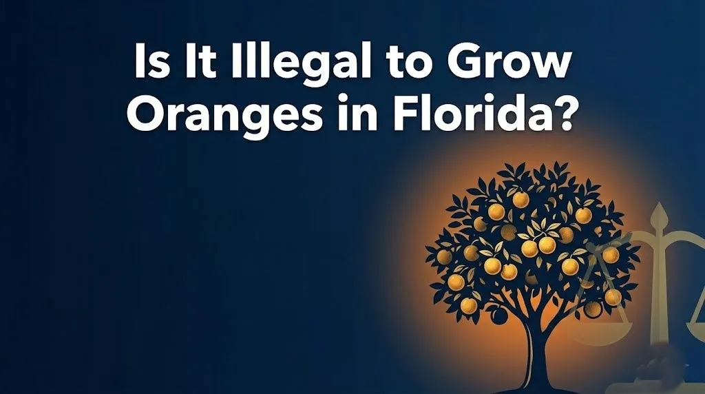 grow oranges in Florida