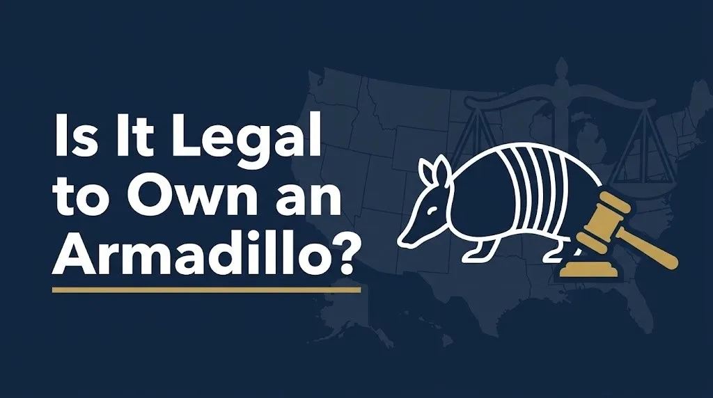 own an armadillo